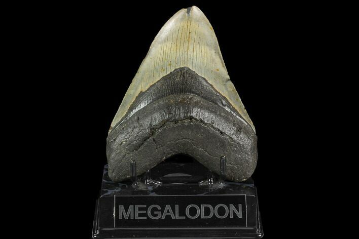 Fossil Megalodon Tooth - North Carolina #124932